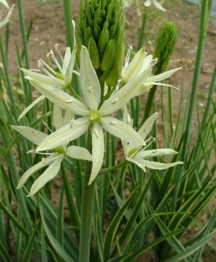 Camassia Leichtlinii Sacajawea
